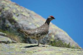 Pernice in livrea estiva