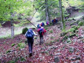 nel bosco